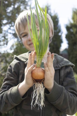 Photo for Boy holds in his hands sprouted green onions with large white roots. Helps mom plant greens in the garden. Earth Day. Environmental education. little helper. selective focus - Royalty Free Image