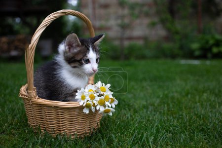 Photo for Gray and white cute kitten sits in a wicker basket, which is decorated with several white daisies. Cat childhood, beautiful postcards, harmony of nature, tenderness - Royalty Free Image