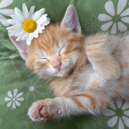 portrait of the face of a cute ginger kitten sleeping on a pillow. comfort and relaxation of your beloved pet. cat day. chamomile flower. Cat childhood, sweet dream pet, tenderness