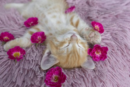 Słodka buźka rudego kotka śpi na różowej poduszce. wokół niego są kwiaty róży. Przytulne kocie dzieciństwo, słodki sen, czułość. Dzień kota