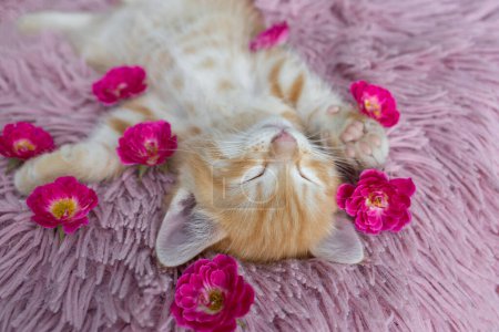 linda carita de un gatito pelirrojo duerme sobre una almohada rosa. Hay flores de rosas a su alrededor. acogedora infancia de gato, dulce sueño, ternura. Día del gato