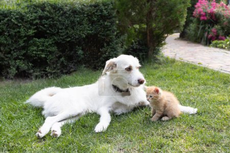 großer weißer Hund liegt auf dem Gras, neben ihm sitzt ein kleines rotes Kätzchen. Freundliches Zusammentreffen von Haustieren, gute Beziehungen zwischen Tieren, Zusammenleben. Katzen und Hunde.