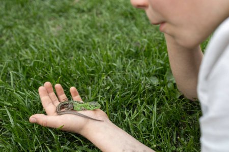 Kind liegt auf dem Gras und untersucht eine grüne Eidechse, die er gefangen hat. Das Kind studiert die Tierwelt der Natur und verbringt seine Sommerferien mit Interesse. Hobby Reptilien und Zoologie