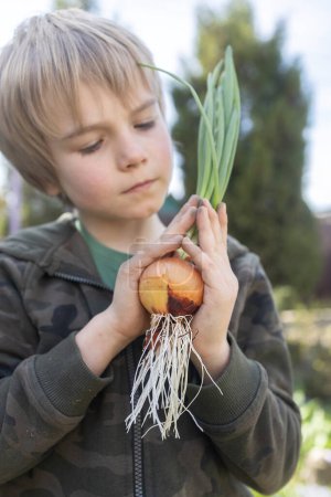 Photo for Boy holds in his hands and examines sprouted green onions with greens and large white roots. Helping mom plant seedlings in spring. Earth Day. Environmental education. little helper. study flora - Royalty Free Image