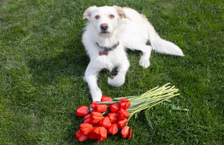 white dog lies on the green grass, guarding a bouquet of red tulip flowers lying in front of it. life of pets. friendly gift for the hostess, gratitude, with love