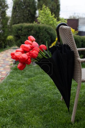 Strauß roter Tulpen in einem schwarzen Regenschirm, der auf einem Stuhl hängt. steht auf einem grünen Rasen. Überraschung, angenehmes unerwartetes Geschenk, Zeichen der Aufmerksamkeit, Dankbarkeit. sonnenloser Frühlingstag, Muttertag. Nasses Wetter
