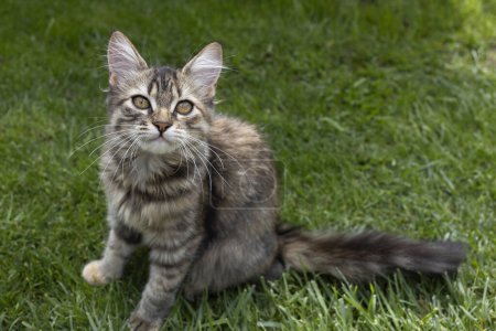 brown fluffy kitten sits on the grass and looks into the frame. Cat positive. favorite pet. harmony of animals in nature.