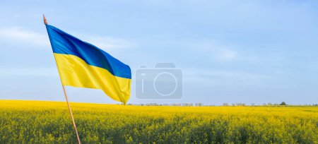 Ukrainian yellow-blue flag against of a blooming rapeseed field and blue sky. National symbol of freedom and independence. Pride and patriotism. Ukrainians ask for support and peace for Ukraine
