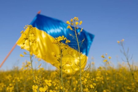 Rapsblüten auf einem Rapsfeld vor dem Hintergrund der ukrainischen gelb-blauen Flagge im Unschärfebereich. Stoppt den Krieg in der Ukraine. Unterstützung der Ukraine bei militärischer Konfrontation