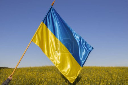 large Ukrainian yellow-blue satin flag against the backdrop of a beautifully blooming rapeseed field and blue sky. National symbol of freedom and independence. Stand with Ukraine