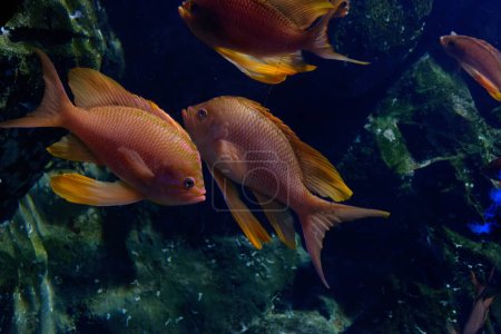 Monde sous-marin avec l'orignal de mer également connu sous le nom de basslet orange, lyretail coralfish or scalefin anthias (Pseudanthias squamipinnis )