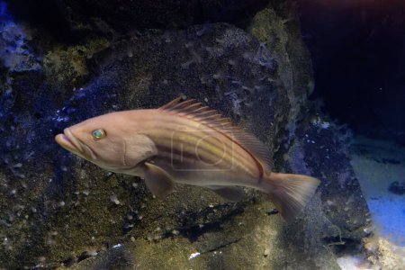 Unterwasserwelt mit Goldenem Zackenbarsch, auch bekannt als Goldklecktzackenbarsch oder Ductus (Epinephelus costae) ) 
