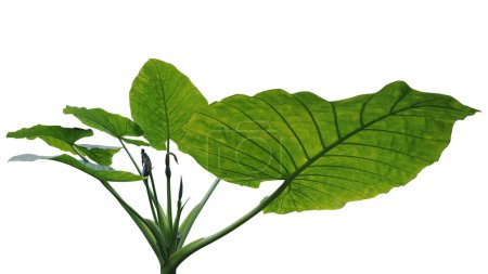 Téléchargez les photos : Green leaves  with flowers of giant elephant ears colocasia the tropical rainforest foliage plant bush growing in wild isolated on white bacground, wide angle view. - en image libre de droit