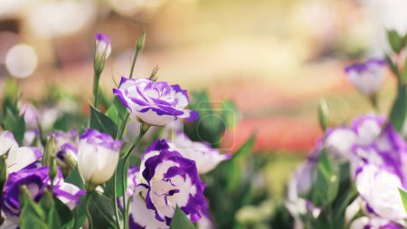 Téléchargez les photos : Jardin printanier animé avec fleurs colorées de Lisianthus ou de gentiane des prairies Eustoma fleurs dans la beauté de la nature, beau fond de nature de fleur pour le printemps. - en image libre de droit