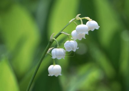 Photo for Delicate Elegance: Lily of the Valley in Blossom - Royalty Free Image