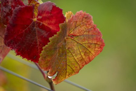 Téléchargez les photos : Feuilles colorées avec des gouttes de pluie en automne en Autriche - en image libre de droit
