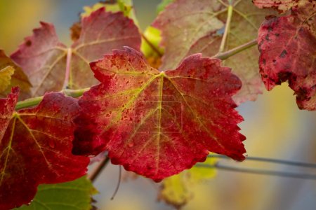 Téléchargez les photos : Feuilles colorées en automne en Autriche - en image libre de droit