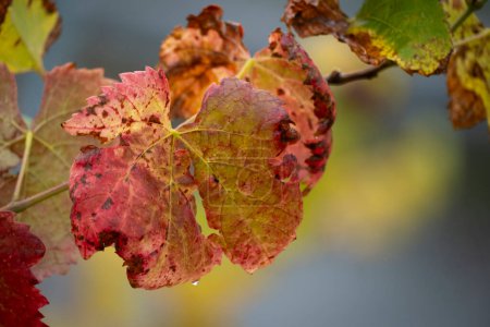 Photo for Colourful leaves in autumn in Austria - Royalty Free Image