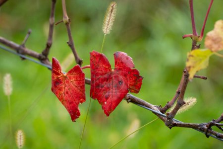 Photo for Red leaves in autumn in Austria - Royalty Free Image