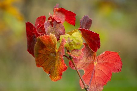 Téléchargez les photos : Feuilles colorées en automne en Autriche - en image libre de droit