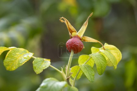 Photo for Rosehip in the colourful autumn in Austria - Royalty Free Image