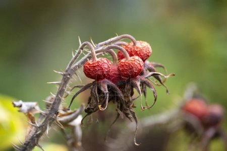 Photo for Rosehip in the colourful autumn in Austria - Royalty Free Image