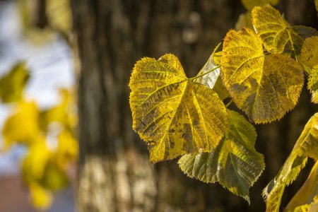 Téléchargez les photos : Feuilles jaune-vert-brun en automne en Autriche - en image libre de droit