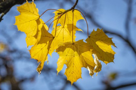 Photo for Yellow-green-brown leaves in autumn in Austria - Royalty Free Image