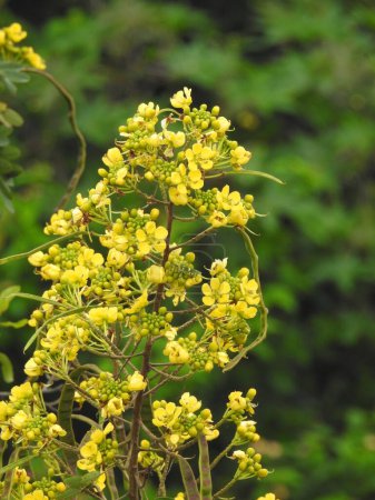 Téléchargez les photos : Gros plan de belles feuilles et fleurs de Senna siamea de couleur jaune dans le fond de la nature - en image libre de droit