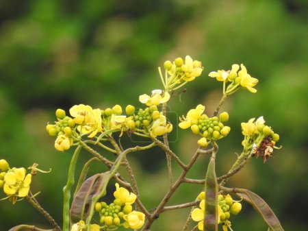 Nahaufnahme der schönen gelben Farbe Senna siamea Blätter und Blumen in der Natur Hintergrund