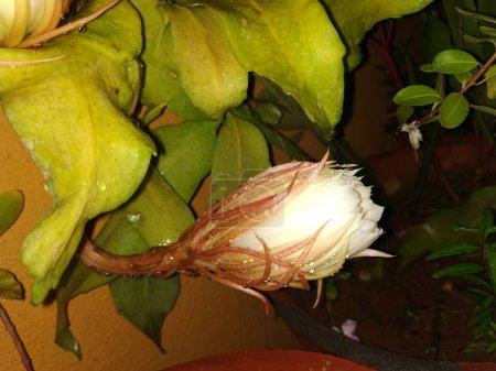 Closeup of beautiful Indian night blooming white color Brahma Kamala Flower in a plant.