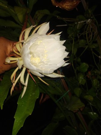 Photo for Closeup of beautiful Indian night blooming white color Brahma Kamala Flower in a plant. - Royalty Free Image