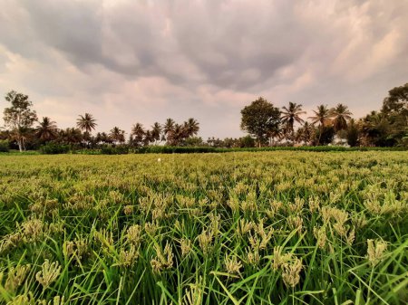 Téléchargez les photos : Gros plan de belle jeune Indien Finger Millet culture champ agricole avec soir dramatique ciel arrière-plan - en image libre de droit