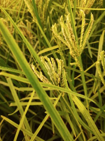 Téléchargez les photos : Gros plan de belle jeune Indien Finger Millet culture champ agricole avec soir dramatique ciel arrière-plan - en image libre de droit