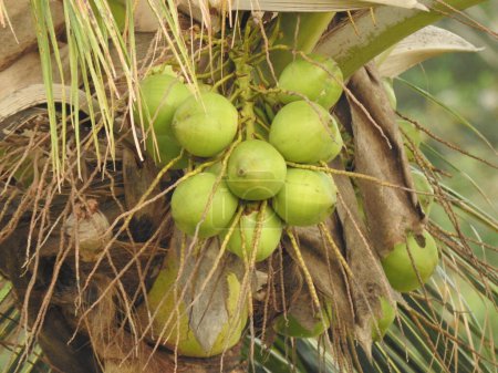 Closeup of beautiful bunch of young or tender coconut hanging to the tree.