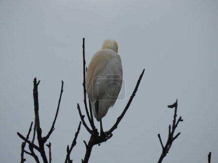 Closeup of beautiful Indian white Crane bird sitting above the tree with blue sky background.