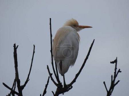 Closeup of beautiful Indian white Crane bird sitting above the tree with blue sky background.