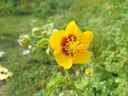 Primer plano de hermosas flores Abutilon indicum son típicamente amarillas y rojas, tienen cinco pétalos que tienen forma de corazones.