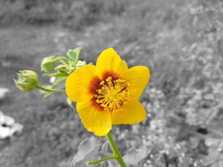 Primer plano de hermosas flores Abutilon indicum son típicamente amarillas y rojas, tienen cinco pétalos que tienen forma de corazones.