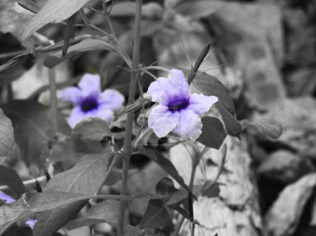 Primer plano del hermoso reloj de Bengala o flor púrpura de la mañana en una planta con hojas de fondo