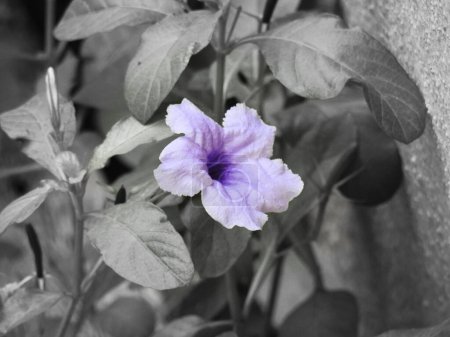 Téléchargez les photos : Gros plan de belle horloge du Bengale ou fleur pourpre du matin dans une plante avec des feuilles de fond - en image libre de droit