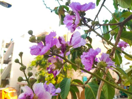 Primer plano del Orgullo de la India o Lagerstroemia Speciosa Indian Avenue Tree Purple Color Flower
