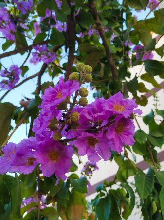 Closeup of Pride of India or Lagerstroemia Speciosa Indian Avenue Tree Purple Color Flower