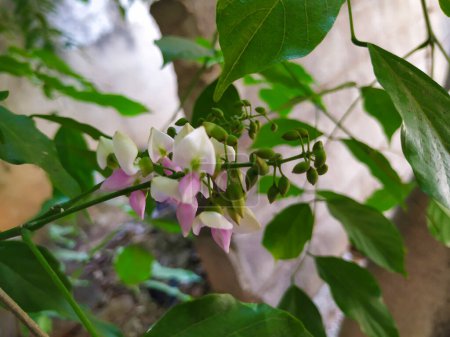 Foto de Hermosa vista de primer plano de Honge o Indian Beech Tree Flowers. Se planta como un árbol al lado de la carretera y crece muy bien en la India. Un árbol caducifolio muy resistente, - Imagen libre de derechos