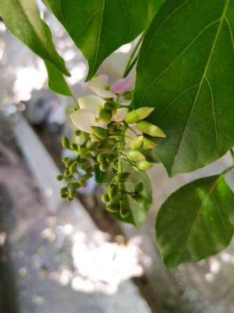 Foto de Hermosa vista de primer plano de Honge o Indian Beech Tree Flowers. Se planta como un árbol al lado de la carretera y crece muy bien en la India. Un árbol caducifolio muy resistente, - Imagen libre de derechos