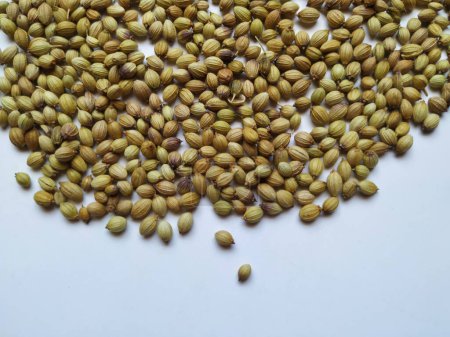 Texture and Backdrop of Dhaniya Seeds. tas de graines de coriandre ou de dhania isolées dans un fond blanc
