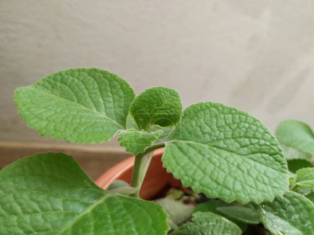 Primer plano de la planta de menta mexicana o hojas Fondo con textura y patrón