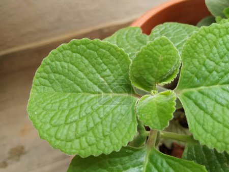 Photo for Closeup of Mexican Mint Plant or Leaves Background with texture and pattern - Royalty Free Image