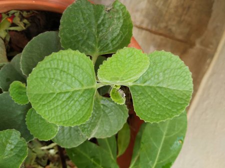 Foto de Primer plano de la planta de menta mexicana o hojas Fondo con textura y patrón - Imagen libre de derechos