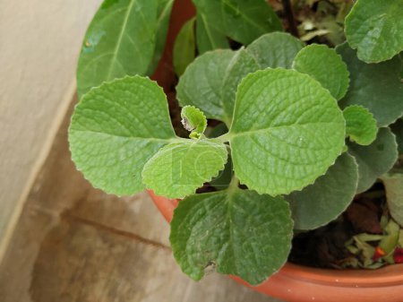 Photo for Closeup of Mexican Mint Plant or Leaves Background with texture and pattern - Royalty Free Image